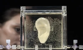 Bản sao sống động một bên tai của danh họa Hà Lan Vincent van Gogh. Ảnh: TTXVN 