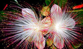 Hoa bàng vuông ở Trường Sa. Ảnh: Tuấn Nguyễn