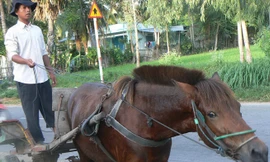 Còn đây nhạc ngựa miền Tây 