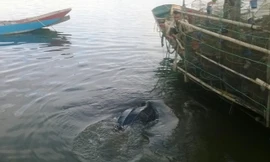 Cá thể rùa biển quý hiếm đã được thả về môi trường tự nhiên 