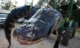 Con cá sấu khổng lồ. Ảnh: AP