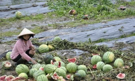 Người dân Quảng Ngãi khốn khổ vì dưa hấu mất giá. Ảnh: 