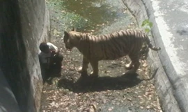 Nạn nhân co mình sợ hãi trước con hổ trắng. Ảnh: Đài Tiếng nói nước Nga