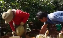 Ép chín sầu riêng bằng thuốc ‘lạ’