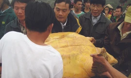 Thả rùa quý hiếm nặng hơn 80kg về đại dương