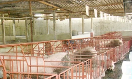 Dùng chất tạo nạc trong nuôi lợn khiến cả người nuôi và người mua bị thiệt hại Ảnh: M.T