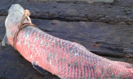 Bắt được cá 'khủng' trên sông Hậu