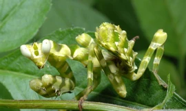 Bọ ngựa cái thường xơi tái bạn tình trong hoặc sau khi ân ái	Ảnh Vũ Văn Liên