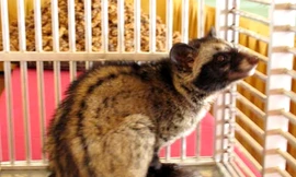 Nuôi chồn để sản xuất cà phê