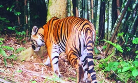 VQG Pù Mát còn 17 con hổ Đông Dương Ảnh: VQG cung cấp