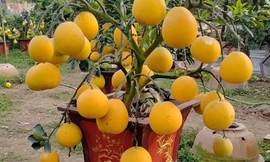 Chăm sóc bưởi cảnh sau tết thế nào để năm sau quả sai trĩu trịt