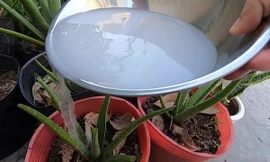 Loại nước sẵn có trong nhà được coi là ‘thần dược’ của cây