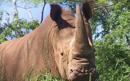 Loài thú quý hiếm nào đã bị tuyên bố tuyệt chủng ở Việt Nam