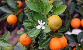 Cách chăm sóc quất sau Tết cho quả đẹp năm sau không phải ai cũng biết