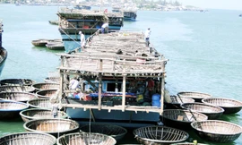 Tàu câu mực như cánh hoa trên sóng Ảnh: Hải Anh