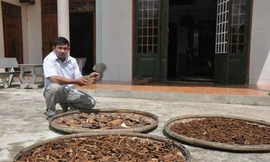 Cây nấm "thần kỳ" khắc chế ung thư và các bệnh nan y