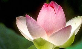 Từ ngày 9 - 6, lấy ý kiến bình chọn quốc hoa khu vực miền Nam