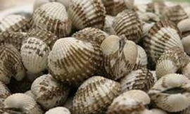 Sò lông chữa dạ dày, viêm gan