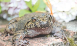 Lên non cao săn ếch tiến vua 