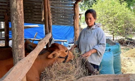 Những nốt trầm nơi đại ngàn - kỳ cuối: Cách nào chặt vòi bạch tuộc? 