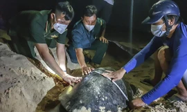 'Ông đỡ' mát tay của... rùa biển 