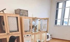 Bí quyết nghề nhân giống mèo thuần chủng