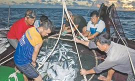 Khi ngư dân làm... báo