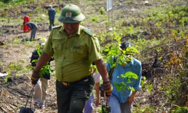 'Vá' rừng bằng cây gỗ lớn 