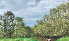 Đánh thức U Minh hạ 