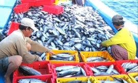 Thuỷ sản gian nan gỡ 'thẻ vàng'