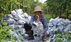 Người trồng phật thủ bội thu 