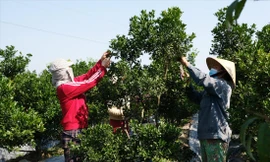 Tất bật trên những ruộng hoa chờ Tết