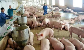 Thiếu nguồn cung, giá lợn hơi sẽ còn tăng 