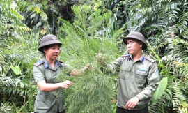 Vào vương quốc thủy tùng - Kỳ 2: Rừng là ngôi nhà thứ 2 