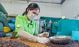 Cà phê tăng giá, doanh nghiệp 'bấm bụng' chịu lỗ 