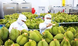 Để cây 'tỷ đô' phát triển bền vững: Bài học đắt giá khi 'ăn xổi'