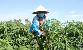  Các hộ nông dân ở thôn Bồ Bản (xã Hòa Phong, huyện Hòa Vang, Đà Nẵng) đang lo lắng ớt được mùa nhưng không được thu mua. 