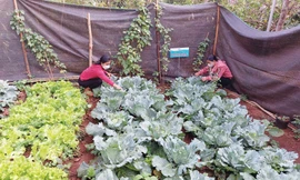 Từ những 'vườn rau hạnh phúc'