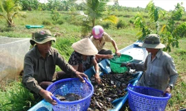 Khôi phục nguồn lợi cá đồng ở vùng rừng U Minh 