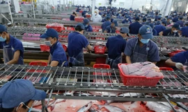 Xuất khẩu cá tra giảm, nông dân 'treo ao' 