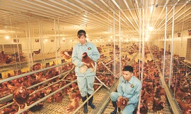 DABACO ra mắt sản phẩm trứng gà nhân đạo Cage-Free 