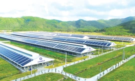 Trang trại Vinamilk Green Farm tại Quảng Ngãi có quy mô đàn bò sữa 4.000 con 