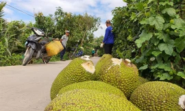 Đầu ra của trái mít tiềm ẩn nhiều rủi ro ẢNH: CK 