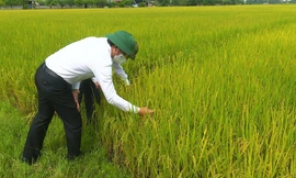 'Vua lúa' trên cánh đồng bỏ hoang 