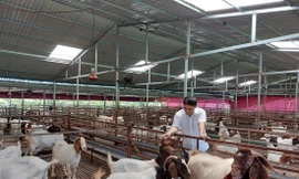 Làm giàu từ mô hình liên kết nuôi dê 