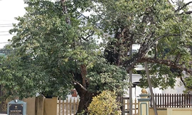 Về Đất Tổ nghe chuyện cây nghìn năm tuổi: Cây thị cổ có quả tròn quả dẹt 