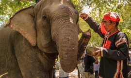 Đời voi, đời người: Dùng dằng chia tay 