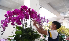 Nghề 'đếm cành thu tiền' dịp Tết 