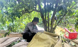 Chợ lao động giữa đại ngàn 