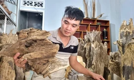 Rủi may nghề xoi trầm 